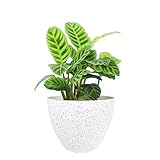 Flower Pots Outdoor Indoor Garden Planters,Plant Pots Containers with Drain Hole, Speckled White...