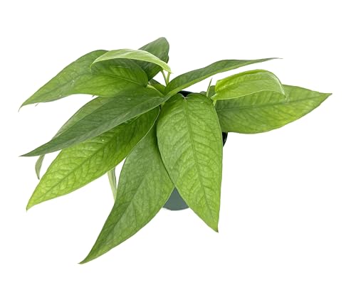 Cebu Blue Pothos, Air Purifying Houseplant, Silvery Blue-Green Leaves, 4"