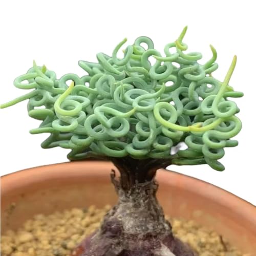 Hard-to-Find Bulb Plant (Bulbine Torta Bulb 0.4"-0.6"（Dormant Now, Leafless/Sprouts in