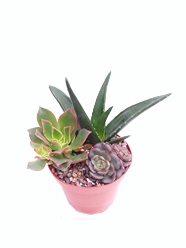 Gardens Cactus Garden In 4'' Pot Unique From Jm Bamboo #TOP2