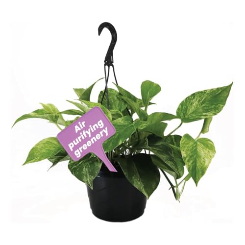 Image of American Plant Exchange Marble Queen Pothos - Live 8-Inch Hanging Basket, Easy-Care Air Purifying Trailing Vine, Fast-Growing Houseplant for Hanging Planters, Shelves & Indoor Home or Office Decor