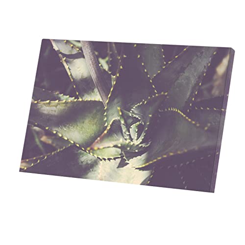 Tableau Agave ovatifolia toile imprimée 90x60cm pour décoration