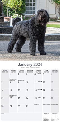 Bouvier des Flandres - Flandrischer Treibhund 2024 - 16-Monatskalender: Original Avonside-Kalender [Mehrsprachig] [Kalender] (Wall-Kalender)