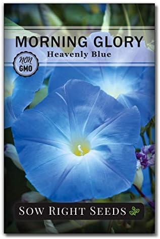 Sow Right Seeds - Heavenly Blue Morning Glory Seeds for Planting - Non-GMO Heirloom Packet with instructions to Grow - Perennial Vining Variety with Delicate Blue Blooms - Beautiful Trailing Decor (1)