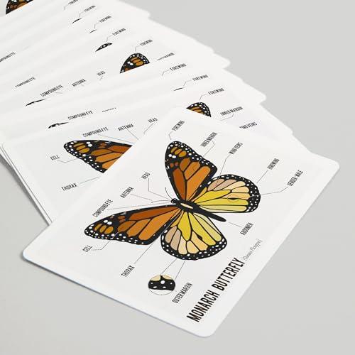 Lantern Press naipes de póker mariposa monarca 52 cartas miniatura 5