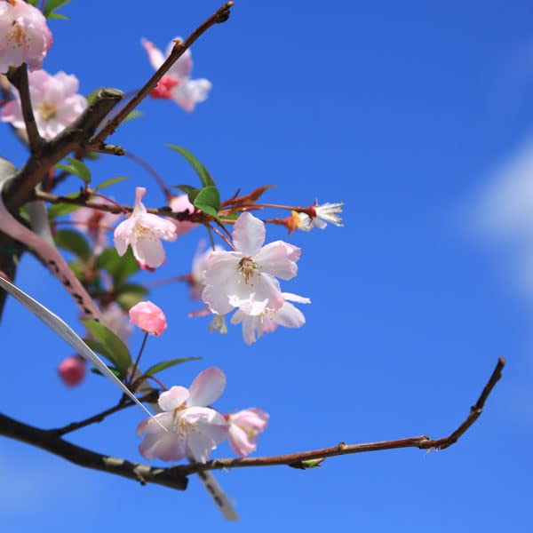 Amazon.co.jp: 庭木・植木：花海棠（ハナカイドウ）＊かいどう桜 は
