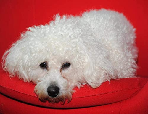 Peinture au diamant petit chien blanc pour réduire le stress quotidien