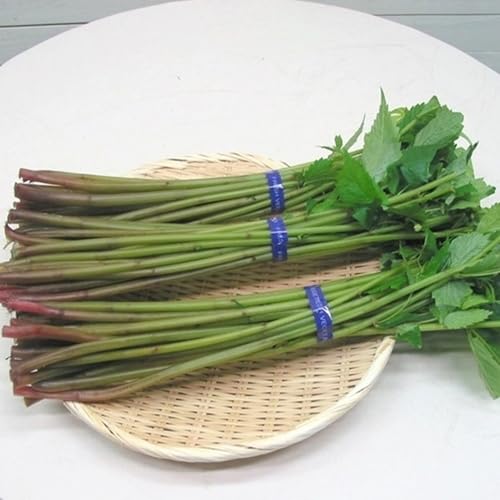 R`ŏ㋬M̗?{̐VNVR育\R [ ԃ~Y1.5kg ]N͖L...XɃ[YiuɁB!! N[ւł͂B