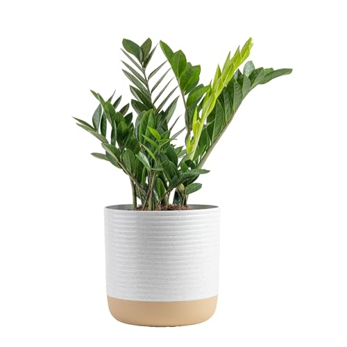Costa Farms ZZ Live Plant in Decorative Pot, Easy to