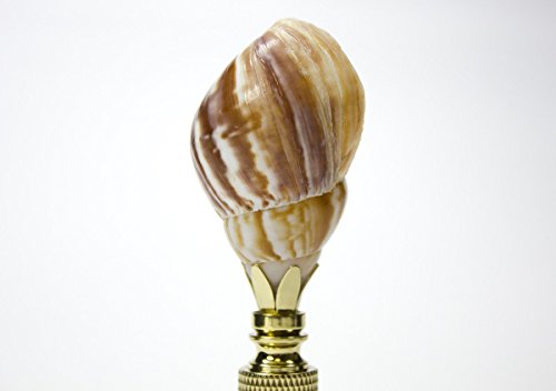 Image of Snail Sea Shell Lamp Finial with Polished Brass Base 3.25 inch h