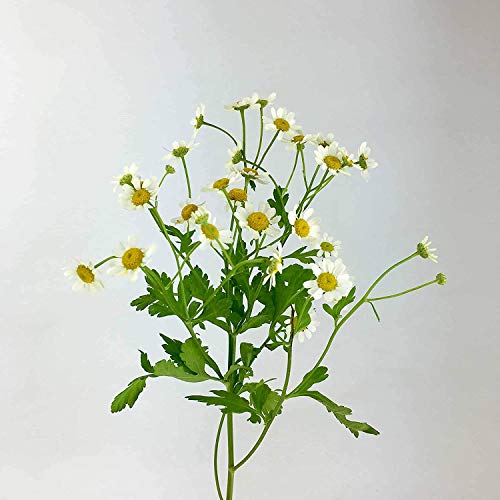 Gaea's Blessing Seeds - Chamomile Seeds - Non-Gmo Seeds With Easy To Follow Planting Instructions - Seeds Heirloom Common German Germination Rate 88% Net Wt. 1.0G #TOP3