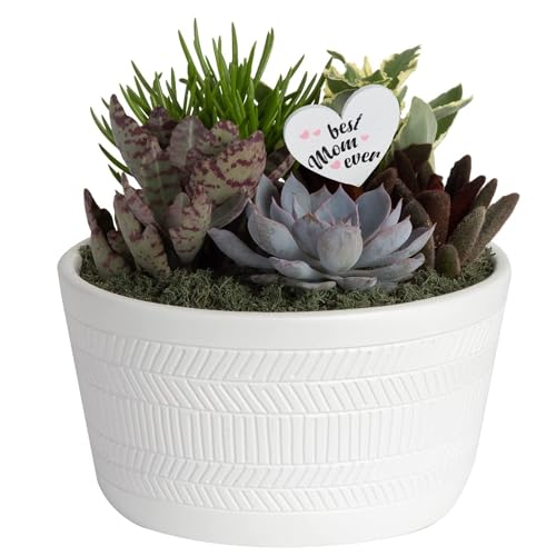 Best Top 10 Mother's Day Gifts: A Comprehensive Buying Guide 16 indoor live plant