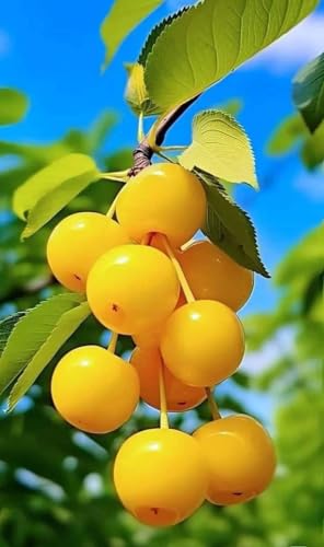 GreenWorld Special & Sweet Golden Barbados Cherry Plant (Air Layered/Guti Kolom) Healthy Live Plant,''Pack Of 1/ Fruit After 1 Year''