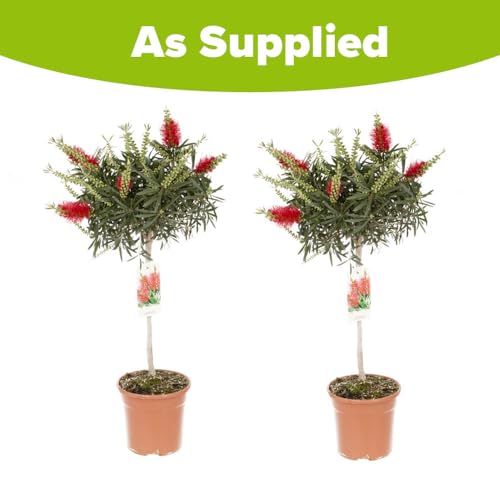 You Garden - 2 x Callistemon Standards 70cm Garden Ready Plants - Supplied as a Pair of Callisetmon Bottle Brush Plant Ready to Plant Out Now