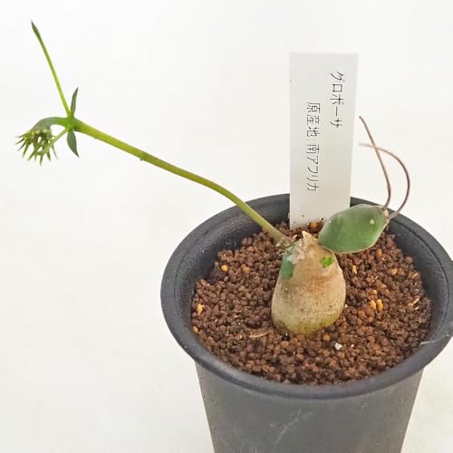 �h�s�`�m�r�d ���[�t�H���r�A �O���{�[�T 2.5�� 1���� �i��őI�ׂ鑽���A��/�򍪐A�� �w�� Euphorbia globosa/�^�C�v �g�E�_�C�O�T��/�a�� �ʗؕ�(���܂��ۂ�)���O���{�[�s�߂�����̂悤�ɂȂ���p������ �}�_�K�X�J�����Y ����