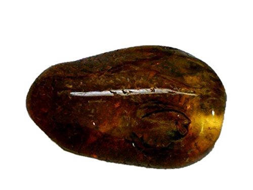 Make Your Own Gold Bars Baltic Amber Fossil with Insect Inside - Specimen in Display Case #A14