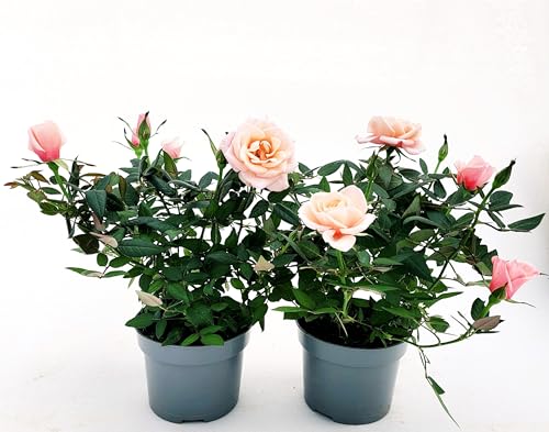 POWERS TO FLOWERS - ROSA DA GIARDINO PROFUMATA, RAMPICANTE e RIFIORENTE, COLOR ROSA TENUE, 2 PIANTE, Piante Vere