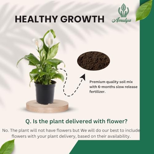 Image of Amulya FARMS & NURSERY Air Purifying White Peace Lily (Spathiphyllum) Indoor Live Plants for Living Room, Home, Office, Table, Desk Decor items | Small Size - Black Pot Included (Single Lily)