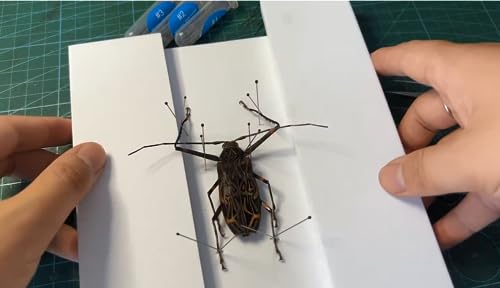 Herstellung von Insektenproben Werkzeug Kit, Insektenstiften, Insektenstiften Brett, Flügel Presspapier, Pinzette, Schere, Insekt Vitrine, Insektensammlung für Bug Hobbyist/Biologie Projekte