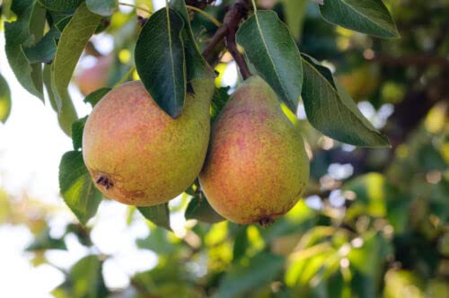 1 x Clapp's Favourite Pear Tree 4-5ft in 6L Pot, Juicy Dessert Pear