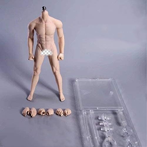 人体模型 男性 TORSO バスト スタチュー 　美品 楽天市場】【Abz Company】人体 筋肉 模型 30cm 人体模型 医学