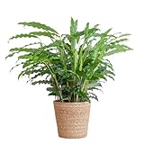 Plantenboetiek.nl
