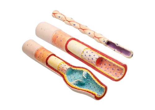 Image of EISCO 3 Piece Artery, Vein and Capillary Model Set, 13 Inch - Enlarged - Numbered - Cross Sections