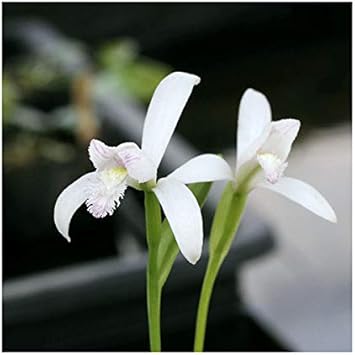 Amazon.co.jp: （山野草）白花トキソウ（白花朱鷺草、鴇草） ３号（１ 