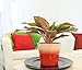 Costa Farms Siam Aglaonema Chinese Evergreen Live Indoor Tabletop Plant in 6-Inch Grower Pot