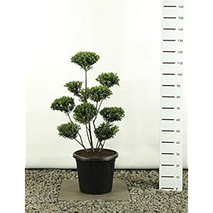 Vormgesneden Vormhout Bonsai PonPon – Ilex crenata Green Hedge Multiplateau extra – Totale hoogte 100-125 cm – 20 liter…