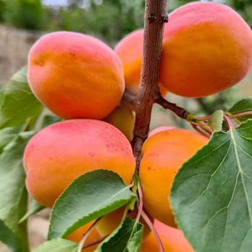 Albaricoquero resistente - semillas - Serie de plantas raras - semillas de frutas semillas de árboles árbol frutal planta ajedrea semillas de plantas árboles frutales columnares 10pcs