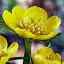 50 Winterling Eranthis cilicica onions