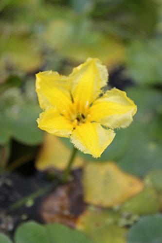 WASSERPFLANZEN WOLFF - fertig im Pflanzkorb - Nymphoides peltata - Seekanne, gelb - heimisch - winterhart WASSERPFLANZEN WOLFF - fertig im Pflanzkorb - Nymphoides peltata - Seekanne, gelb - heimisch - winterhart