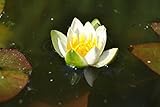 WFW wasserflora Weiße Zwerg-Seerose/Nymphaea pygmaea Alba (tetragona) Miniseerose im 9x9 cm Topf