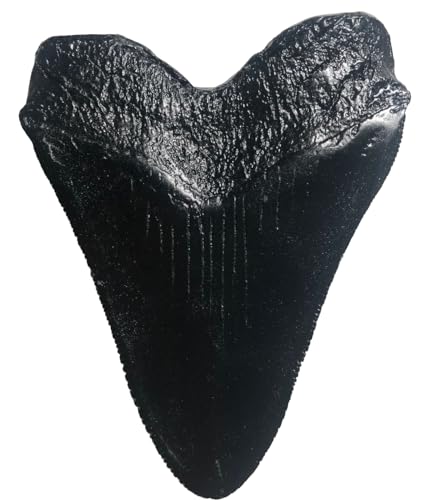 Image of Megalodon Giant Shark Tooth Replica - Museum Quality Fossil Cast (Black)