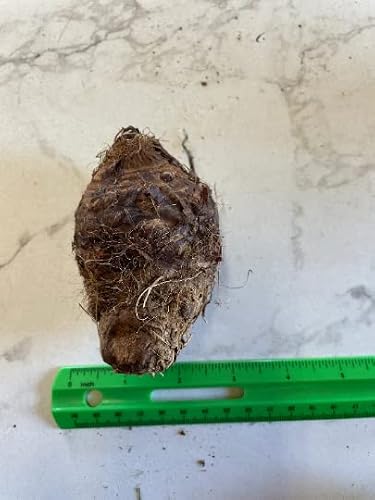 2 Upright Elephant Ear Bulbs- Nice Bulbs! #TOP4