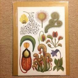 Amazon.co.jp: ミニ ポスター植物画 ボタニカルアート 食虫植物
