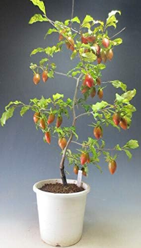 Amazon 盆栽 姫柿 実付き 老爺柿 ローヤガキ 彩の国 中長実 の苗木 3657 花 観葉植物 フラワーギフト オンライン通販