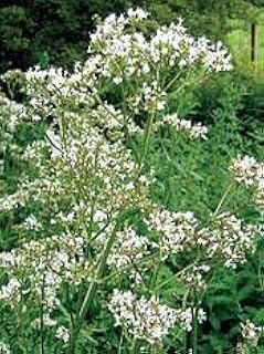 JustSeed - Wild Flower (British) - Common Valerian - Valeriana officinalis - 300 Seeds