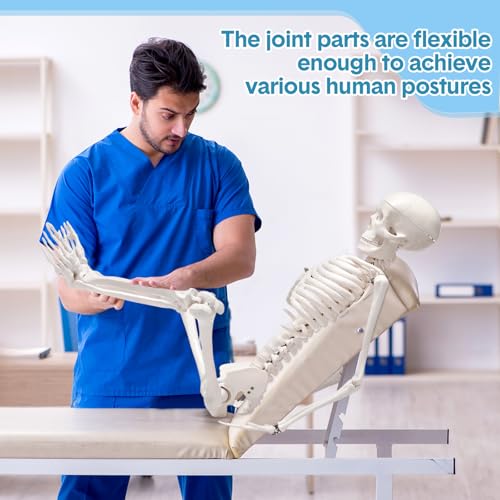 Image of Briwooody Human Skeleton Model for Anatomy 33.4'' Model Half Size Human Skeleton with Base Movable Arms and Legs for Students and Teachers