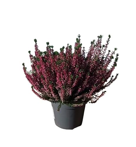 Brezo Natural Rosa - Planta de Poco Riego Exterior y Resistente