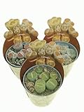 Set di 3 piante grasse vere da collezione in vasi diam. 6.5 cm- Lithops-mix.