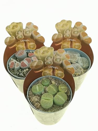 Set di 3 piante grasse vere da collezione in vasi diam. 6.5 cm- Lithops-mix.