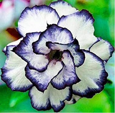 PLANTORIAM Adenium Live Plant White And Black Combination Flower Unique (B0CKFP28XL) Amazon Price History, Amazon Price Tracker
