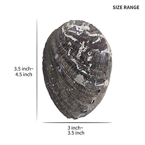 3 Pcs Abalone Shell Smudge Bowl 3.5-4.5 Inch Abalone Shell For Smudging Bulk Wholesale Incense Burner For White Sage Smudge Sticks #TOP1