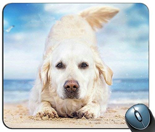 }EX}bgA킢S[fg[o[ps[}EX}bgpbh - uh[MtgPCRs[^