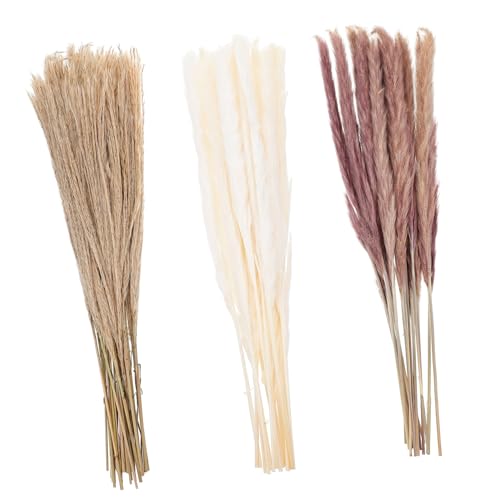 Holibanna Decoração Nórdica 60 Unidades Flores Junco Secas Decoração Junco Seco Cana Seca Adorna Ade