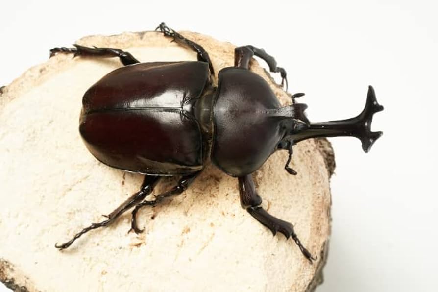 Amazon | 国産 天然カブトムシ 成虫 ペア Sサイズ（オス50.0mm