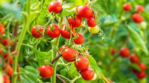 Image of Red Cherry Tomato Seeds | Miniature Size | High Germination Rate | Organics | for Home | Kitchen | (Cherry Tomatos)