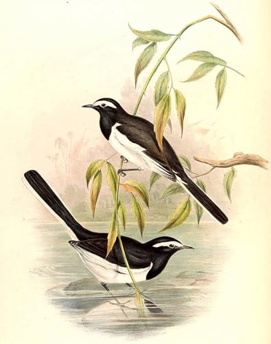 Tableau Toile Oiseau Bergeronnette Motacilla Maderaspatensis 60x90cm
